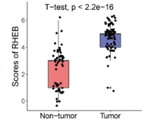 Comparison of the expression of RHEB in non-tumor and tumor tissues.jpg